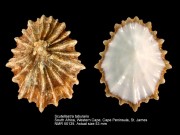 Scutellastra tabularis